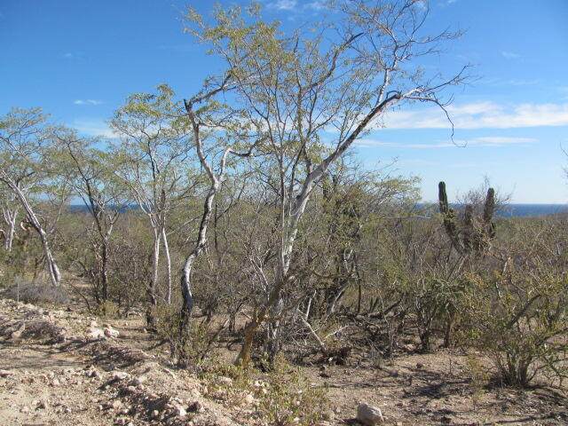 19 Cardon Calle - Photo 1