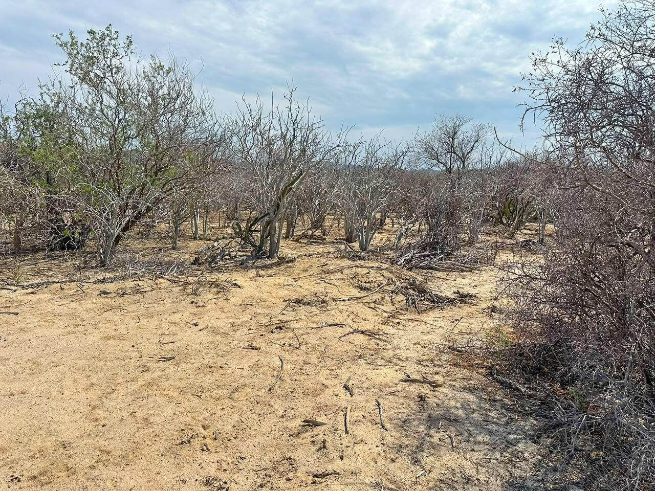 https://bt-photos.global.ssl.fastly.net/bajacali/orig_boomver_1_26-3499-2.jpg