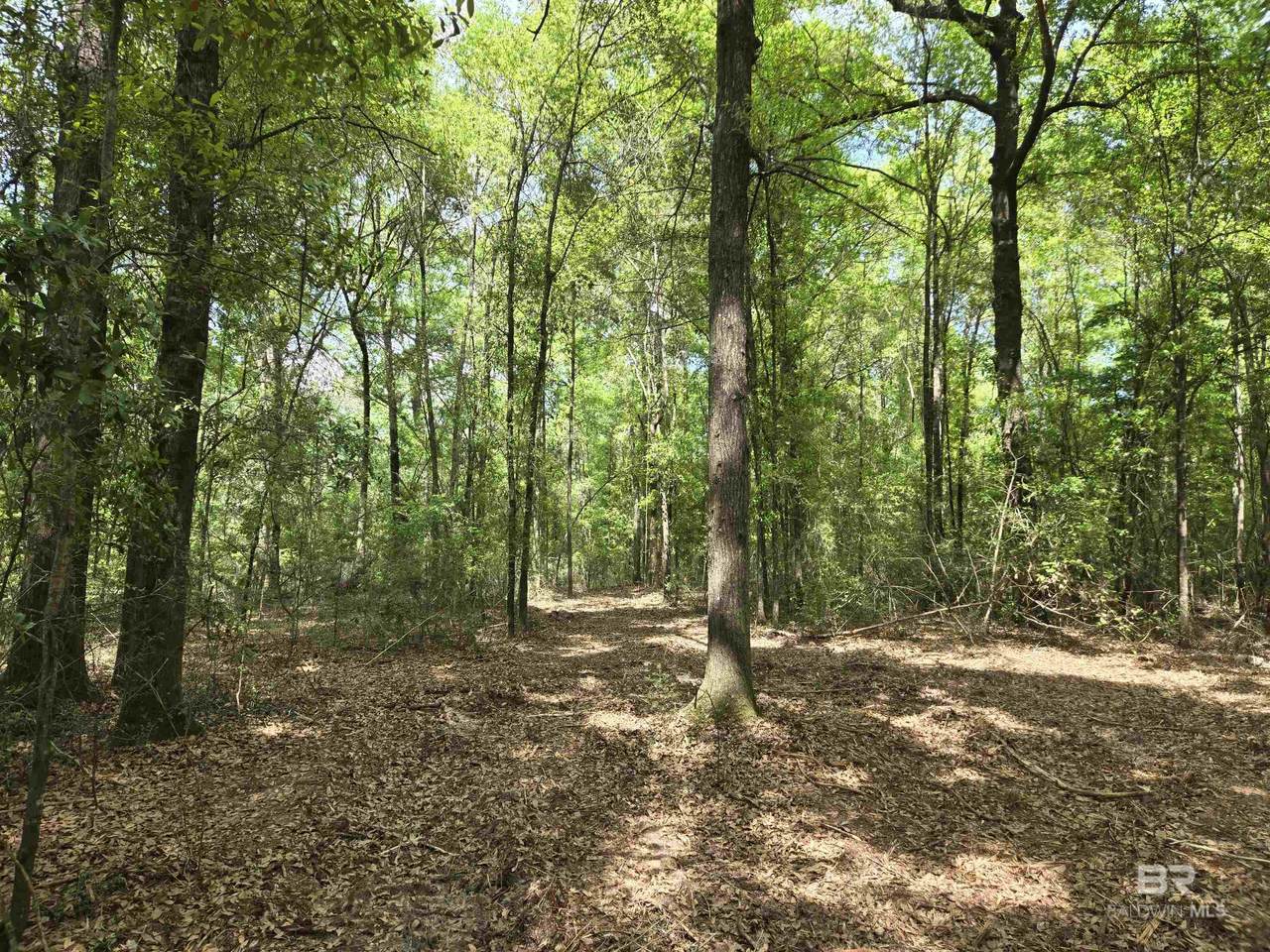 1131 Wolf Log Road - Photo 1