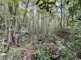 0 Bear Fork Road - Photo 35