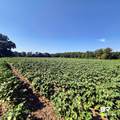 138 County Road 34 - Photo 31