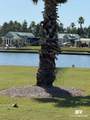 28086 Migratory Way - Photo 14