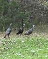 0 Griggers Road - Photo 43