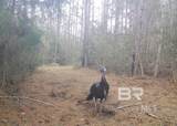 0 Griggers Road - Photo 8