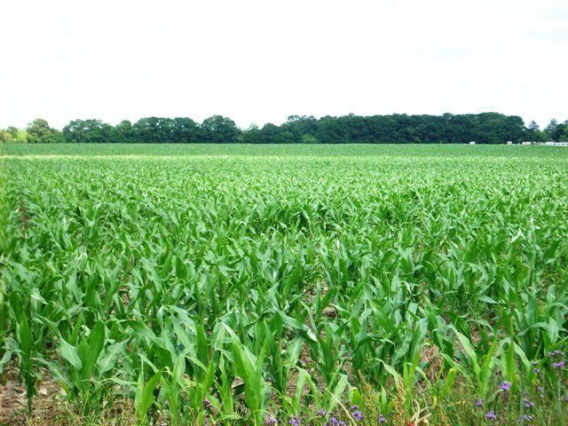 5200 Jack Springs Rd - Photo 1