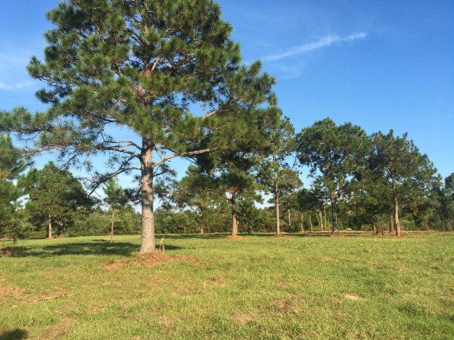 0 County Road 91 - Photo 1