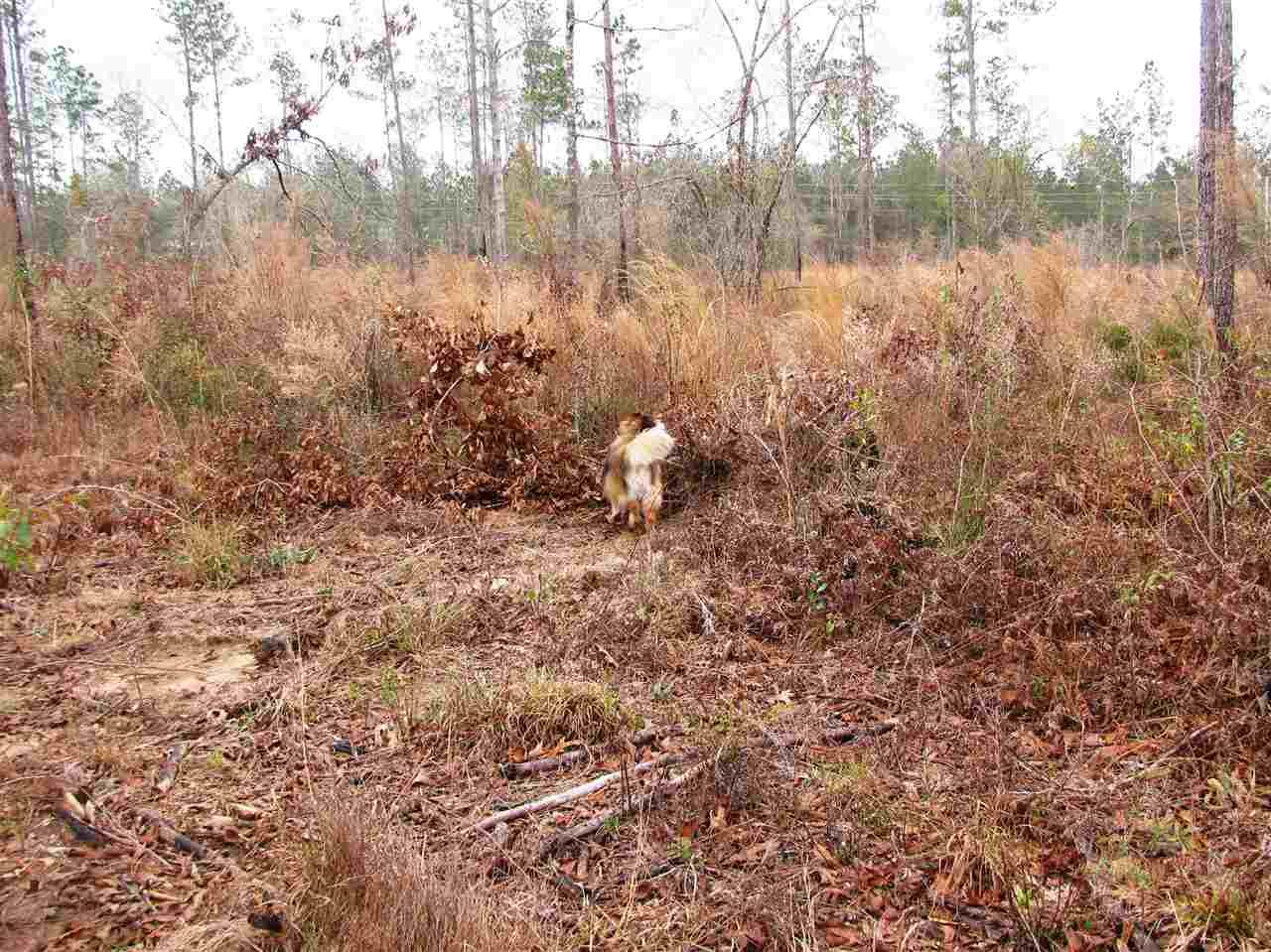 Lot 6 County Road 64 - Photo 1