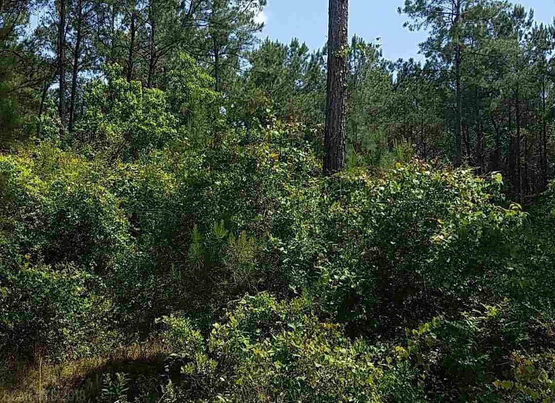 0 Dove Ln - Photo 1