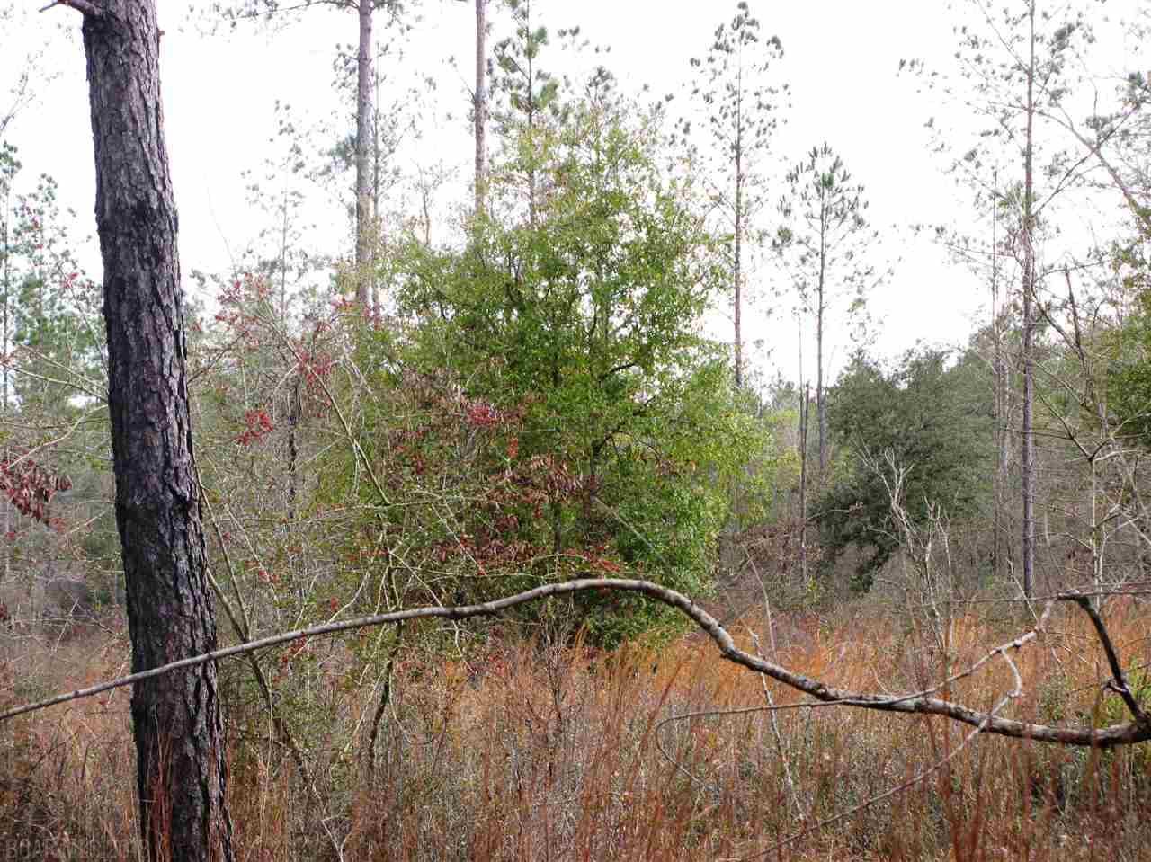 Lot 1 Osprey Lane - Photo 1
