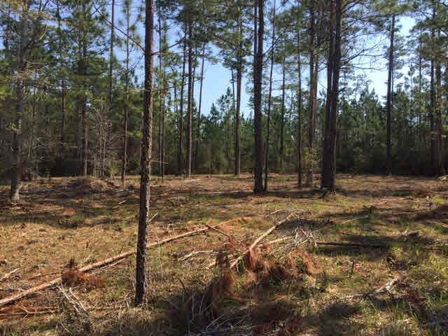 0 Steelwood Ridge Rd - Photo 1