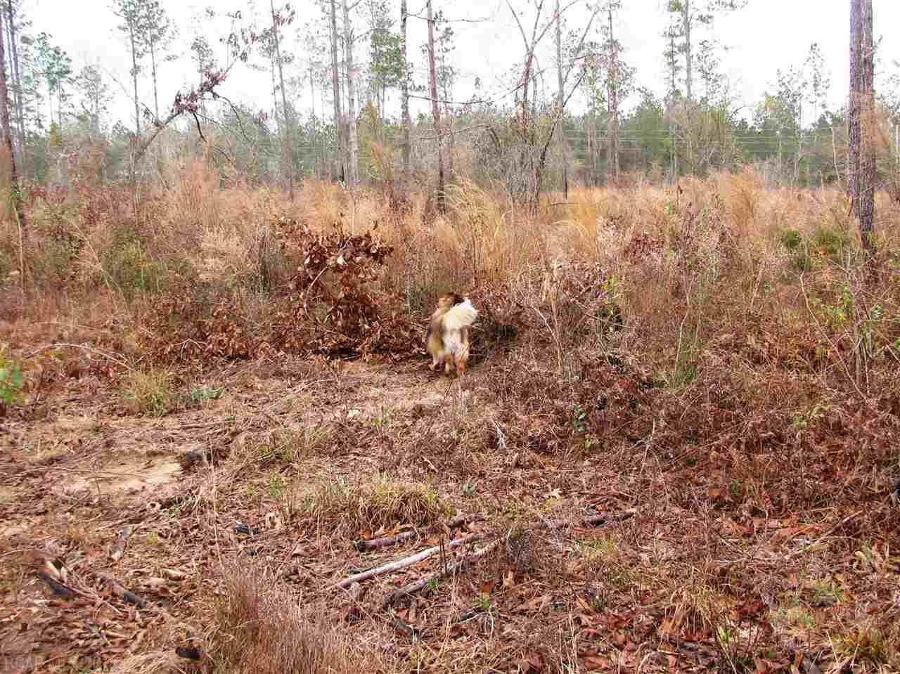 Lot 6 County Road 64 - Photo 1