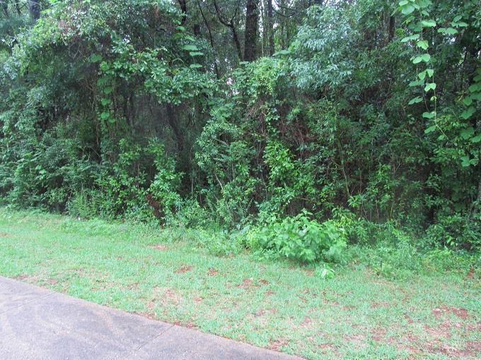 0 Daphmont Drive - Photo 1