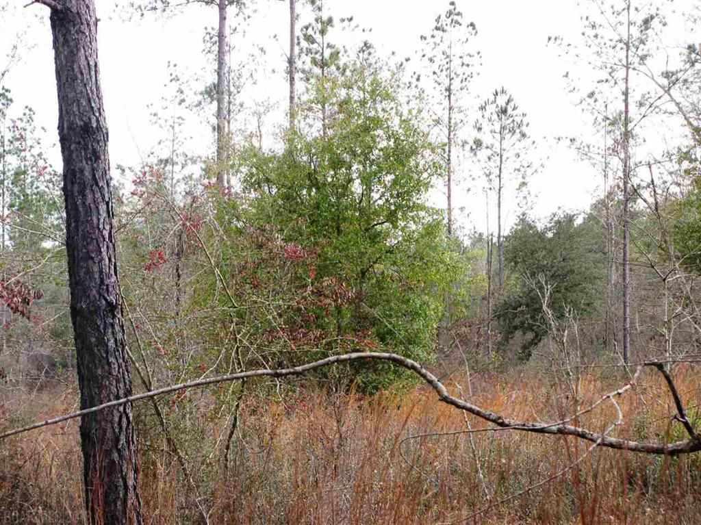Lot 4 County Road 64 - Photo 1