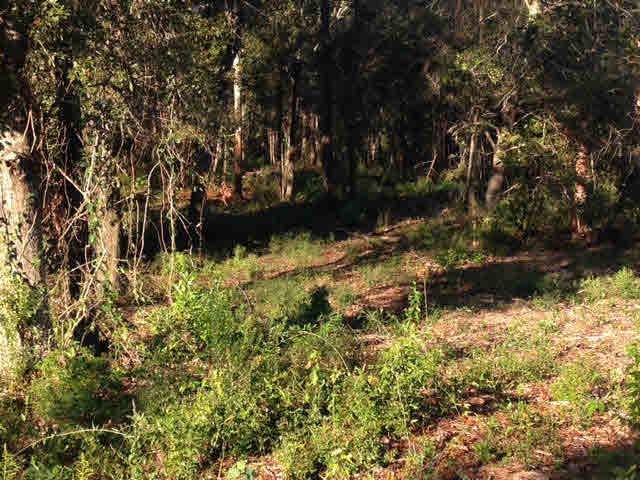0 Highway 59 - Photo 1