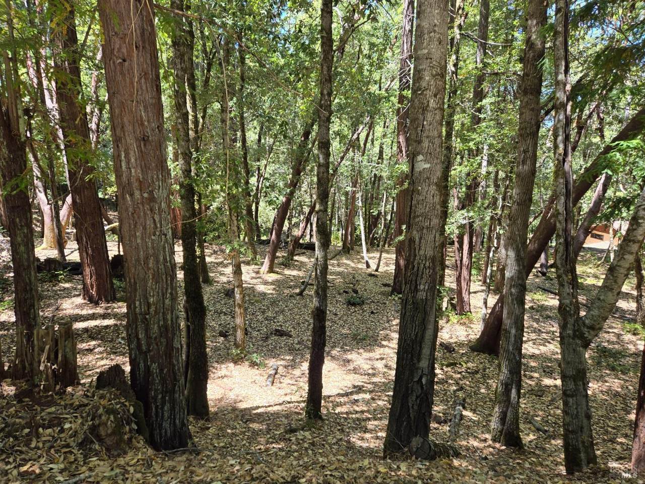 1694 Ponderosa Road - Photo 1