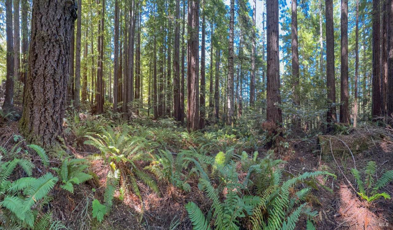 36505 Deep Woods Drive - Photo 1