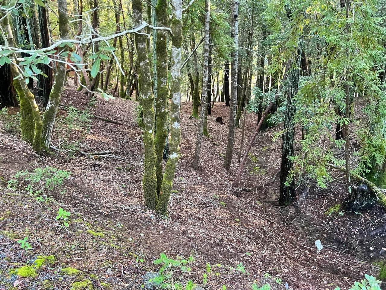 26075 Poppy Drive - Photo 1