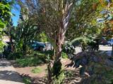 1831 Clay Street - Photo 6