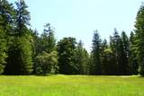 31010 Stewarts Point-Skaggs Springs Road - Photo 13