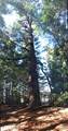 31010 Stewarts Point-Skaggs Springs Road - Photo 48