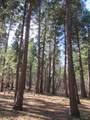 3 Acres Woodridge Drive - Photo 12