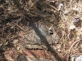 3 Acres Woodridge Drive - Photo 4