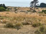 35411 Fly Cloud Road - Photo 12