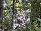 39700 Eureka Hill Road - Photo 11