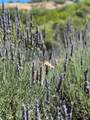 4000 Old Rancheria Road - Photo 43
