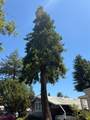237 Petaluma Way - Photo 24