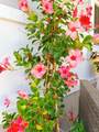 705 Sequoia Street - Photo 51