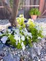 705 Sequoia Street - Photo 53