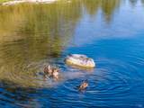 6733 Live Oak Drive - Photo 40