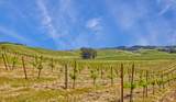 2590 Chileno Valley Road - Photo 45
