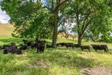 0 Gibson Canyon Road - Photo 5