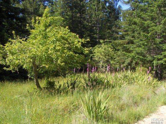 42480 Roseman Creek Road - Photo 1