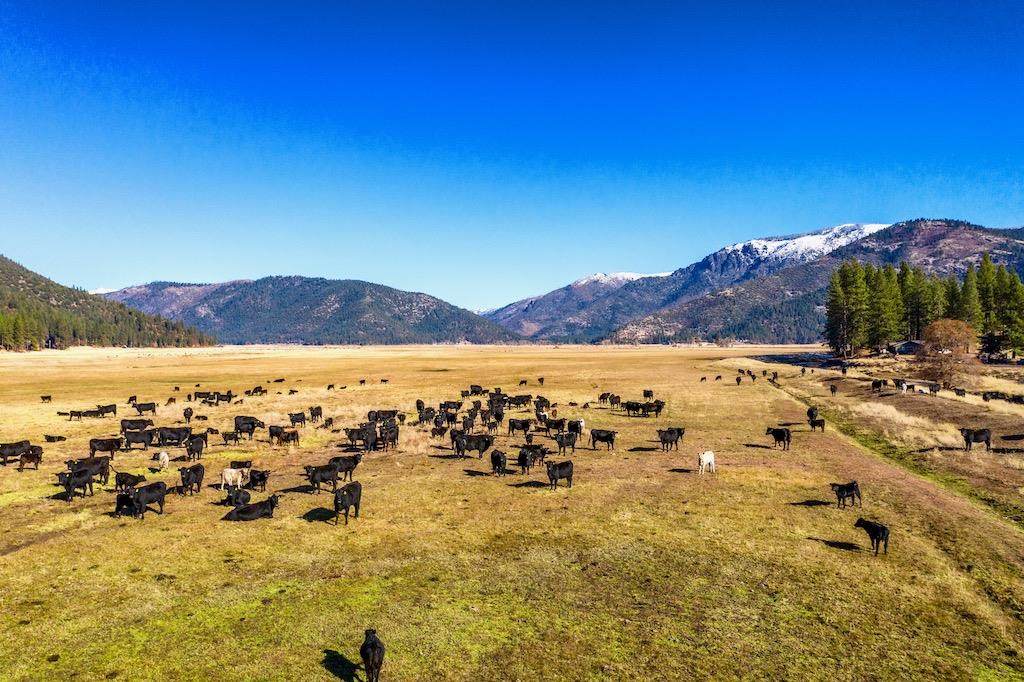 1040 Diamond Mountain Road - Photo 1