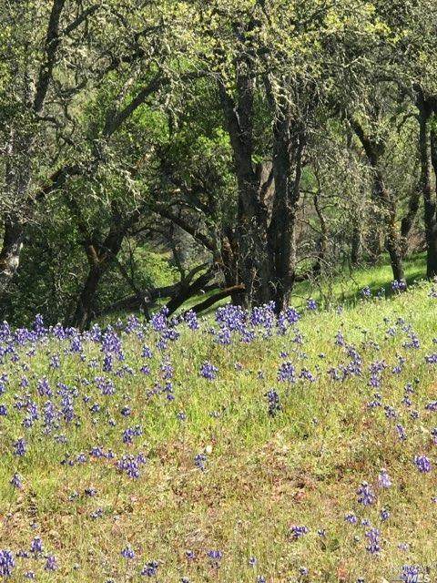 0 Lot #5 Steele Canyon Road - Photo 1