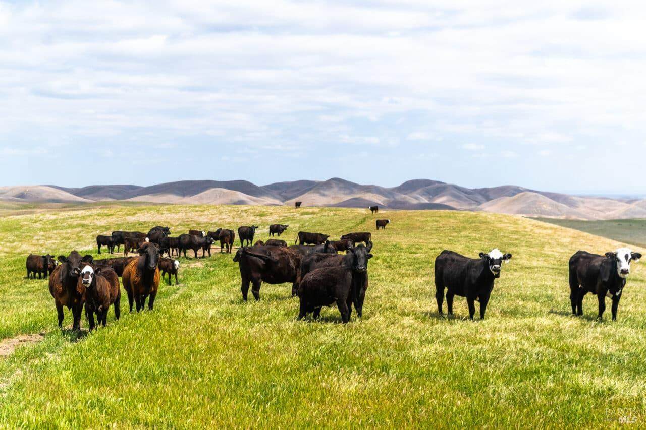 8050 Bitterwater Road - Photo 1