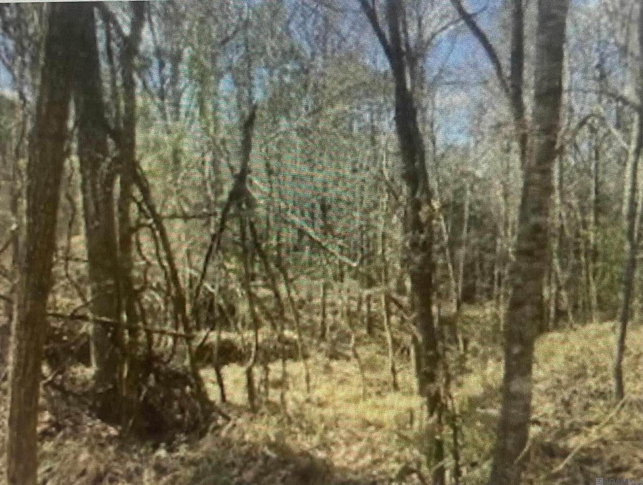 00 Turkey Creek Rd - Photo 1