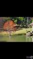 7444 Tiger Bend Rd - Photo 4