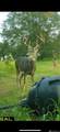 53 Cliffs Plantation Road - Photo 27