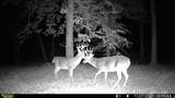 12718 Pittman Rd - Photo 9