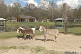 8797 Ritchie Ln - Photo 43