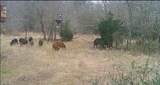 4055 Fm 1696 - Photo 48
