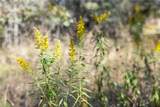 TBD State Hwy 21 E (+/- 69.227 Acres) - Photo 30