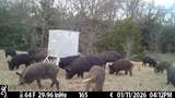 165 Acres Turner Ln - Photo 37