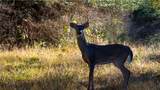 15383 Cr 236 - Photo 45