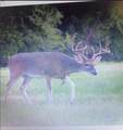165 Acres Turner Ln - Photo 8