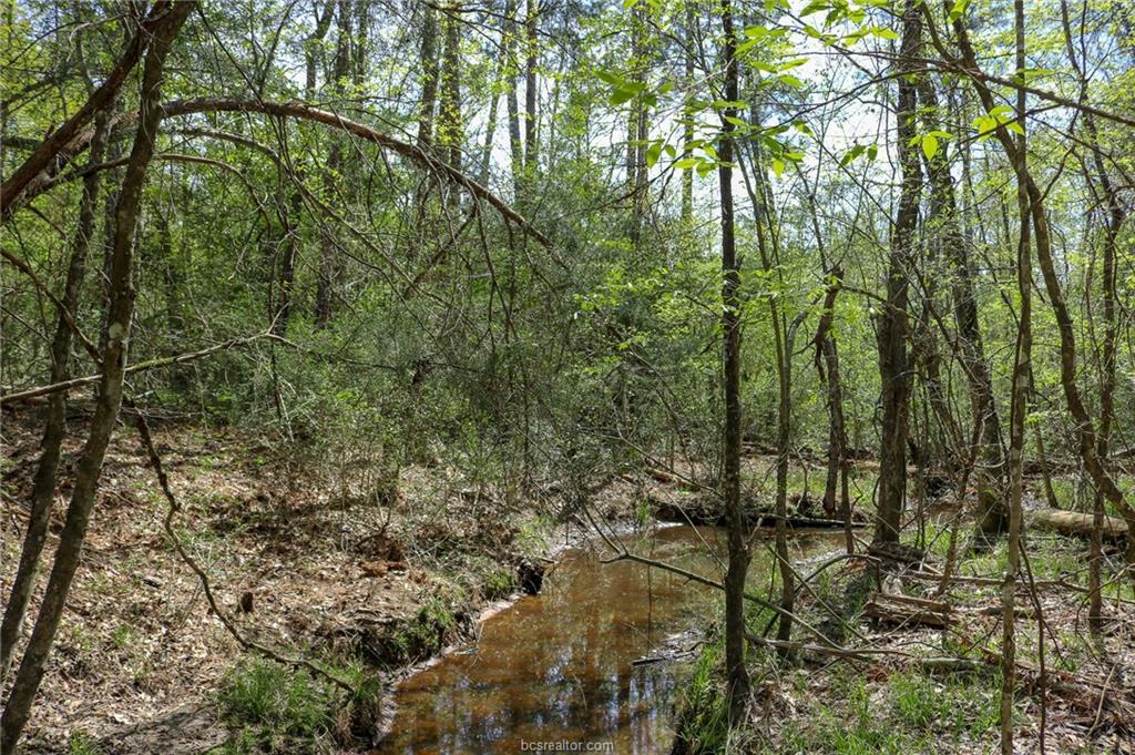 7 Acres County Rd 207A - Photo 1